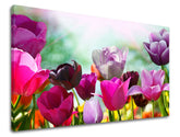 Moderný obraz na plátne s motívom KVETY TULIPÁNY, tulipány, kvety, záhrada v fialových odtieňoch, veselá atmosféra, jarná atmosféra a príroda – hlavný