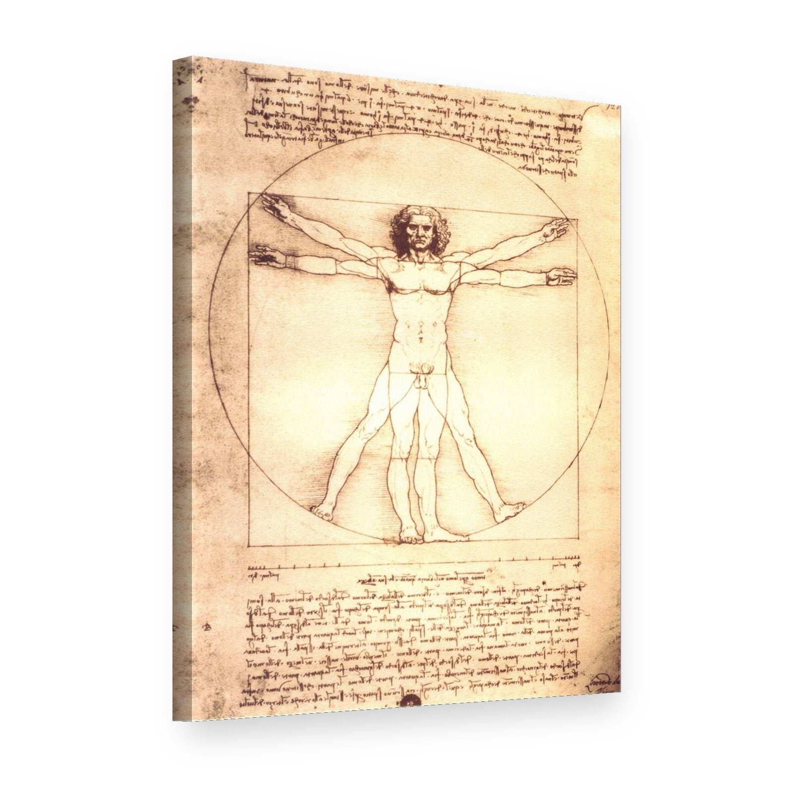 Obraz Vitruviánsky muž – Leonardo da Vinci na plátne, 3D pohľad