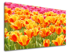 Obraz na plátne s motívom tulipány, kvety, pole, krajina, príroda v oranžovo-ružových odtieňoch, veselá atmosféra, jarná atmosféra a symbol obnovy – hlavný
