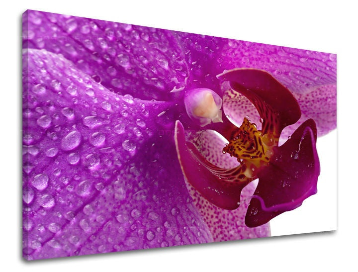 Obraz na plátne s motívom orchidea, kvet, kvety, náboženský motív, príroda v bielo-fialových odtieňoch, svieža atmosféra, vhodný do pracovne – hlavný
