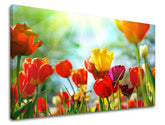 Obraz na stenu KVETY TULIPÁNY | rôzne rozmery