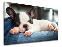 Klasický obraz na plátne s motívom zviera v bielo-modrých odtieňoch, pokojná atmosféra, vhodný do spálne | Obraz na stenu ZVIERATÁ – hlavný