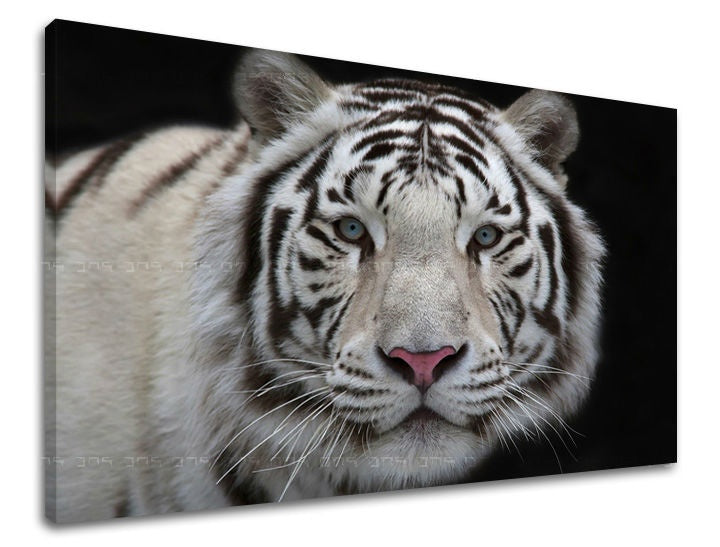 Klasický obraz na plátne s motívom zviera v bielo-modrých odtieňoch, majestátna atmosféra, príroda, vhodný do kancelárie | Obraz na stenu ZVIERATÁ – hlavný