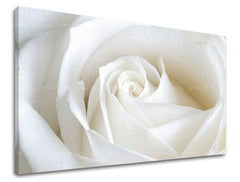 obraz-na-stenu-kvety-ruze-xobkv103e11-60x90-cm-XOBKV103E11-60x90-24h.jpg