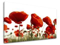 obraz-na-stenu-kvety-maky-SK-XOBKV118E11-0.jpg