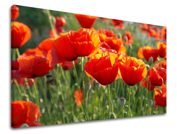 obraz-na-stenu-kvety-maky-SK-XOBKV119E11-0.jpg