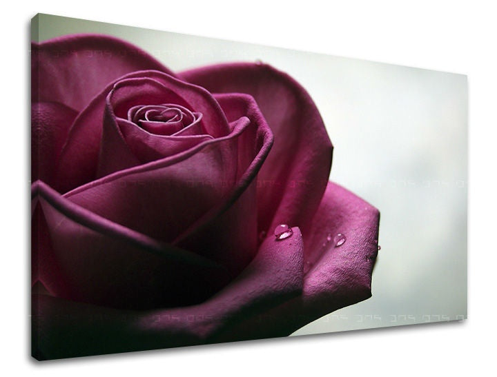 obraz-na-stenu-kvety-ruze-SK-XOBKV130E11-0.jpg