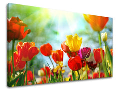 obraz-na-stenu-kvety-tulipany-SK-XOBKV145E11-0.jpg