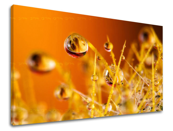 XOBRA002E11-40x60-24h.jpg
