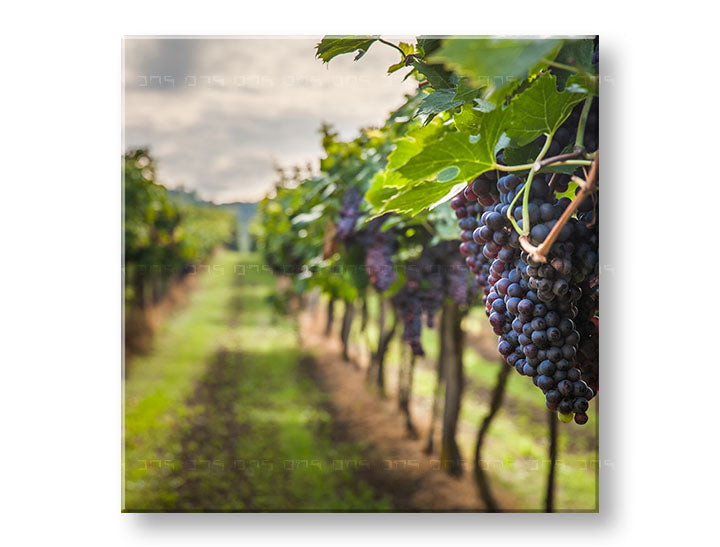 obraz-na-platne-XOBKU091E12.jpg-1