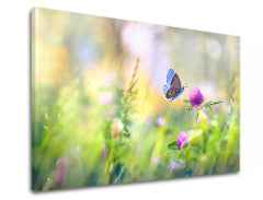 Obraz na stenu FAREBNÉ KVETY_161-11 | rôzne rozmery