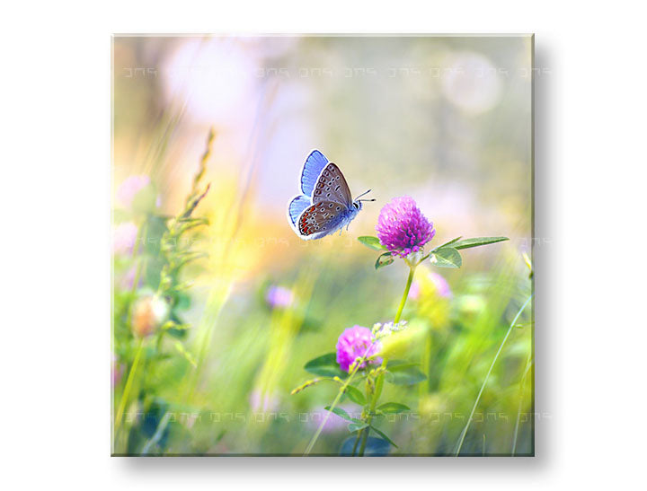 obraz-na-platne-XOBKV161E12.jpg-1