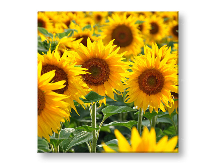 obraz-na-platne-XOBKV168E12.jpg-1