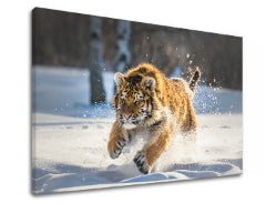 Obraz na stenu ZVIERATÁ_048-11 | rôzne rozmery