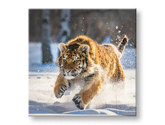 obraz-na-platne-XOBZV048E12.jpg-1