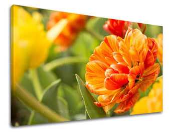 Obraz na stenu KVETY | rôzne rozmery