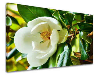 Obraz na stenu KVETY | rôzne rozmery