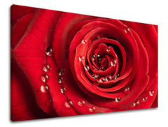 Obraz na stenu KVETY | rôzne rozmery