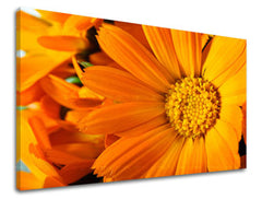 Obraz na stenu KVETY | rôzne rozmery