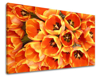 Obraz na stenu KVETY | rôzne rozmery