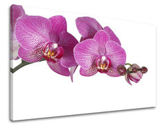 Obraz na stenu KVETY | rôzne rozmery