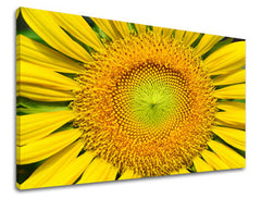 Obraz na stenu KVETY | rôzne rozmery