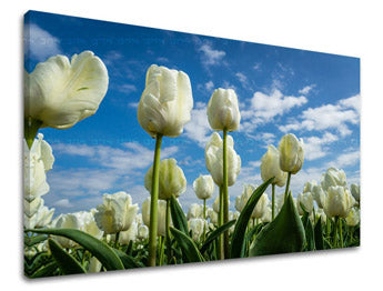 Obraz na stenu KVETY | rôzne rozmery