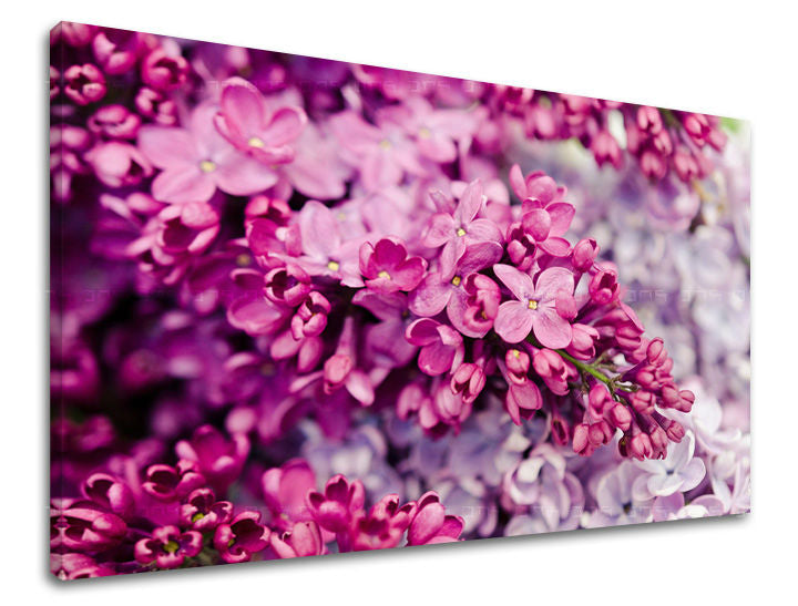 Obraz na stenu KVETY | rôzne rozmery