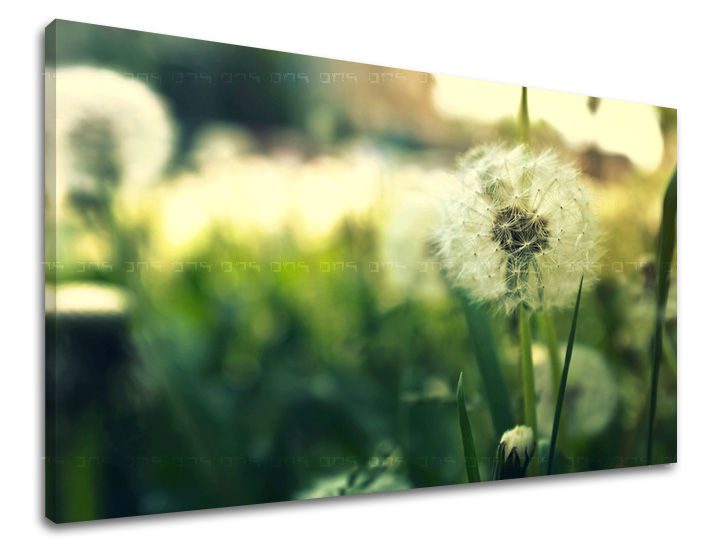 Obraz na stenu KVETY | rôzne rozmery