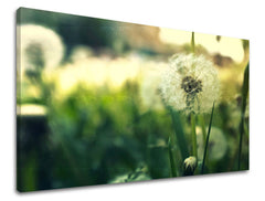 Obraz na stenu KVETY | rôzne rozmery