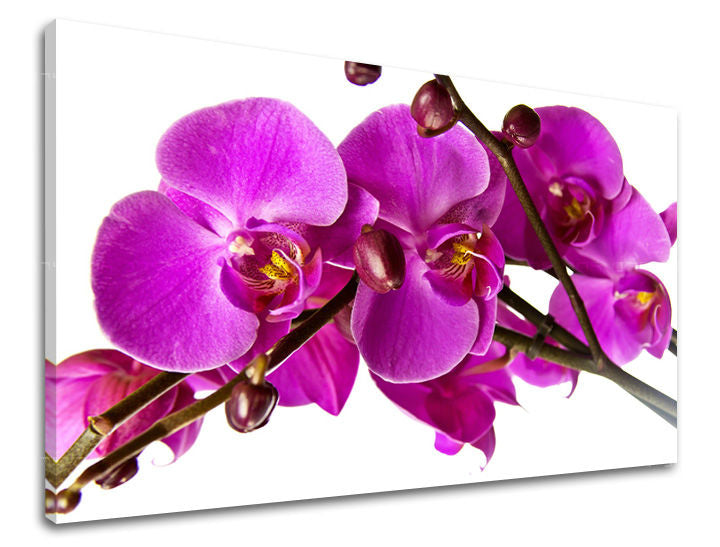 Obraz na stenu KVETY | rôzne rozmery