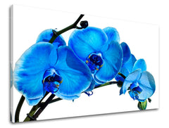 Obraz na stenu KVETY | rôzne rozmery