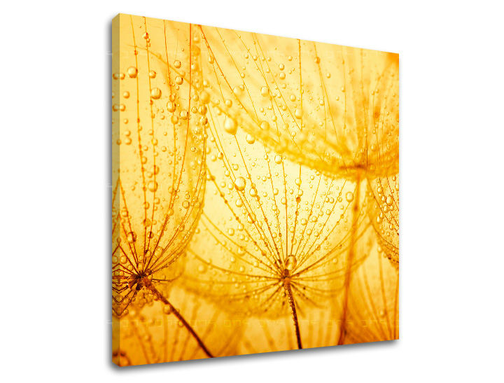 Obraz na stenu KVETY | rôzne rozmery