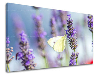 Obraz na stenu KVETY | rôzne rozmery