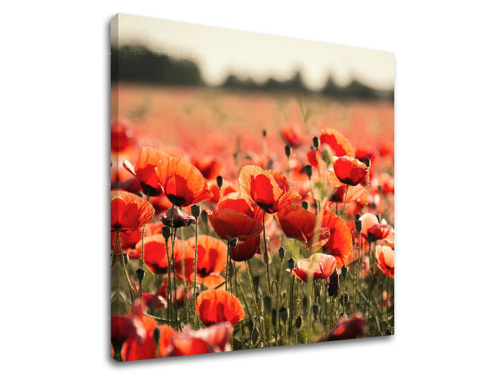 Obraz na stenu KVETY | rôzne rozmery