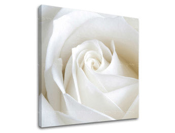 Obraz na stenu KVETY | rôzne rozmery