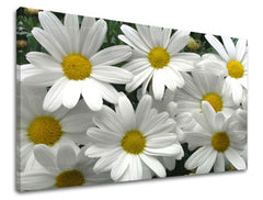 Obraz na stenu KVETY | rôzne rozmery