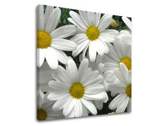 Obraz na stenu KVETY | rôzne rozmery