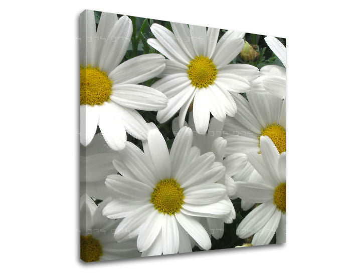 Obraz na stenu KVETY | rôzne rozmery