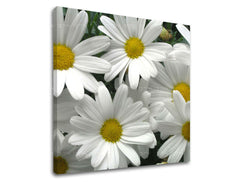 Obraz na stenu KVETY | rôzne rozmery