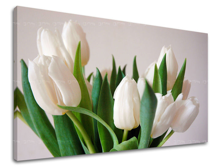 Obraz na stenu KVETY TULIPÁNY | rôzne rozmery
