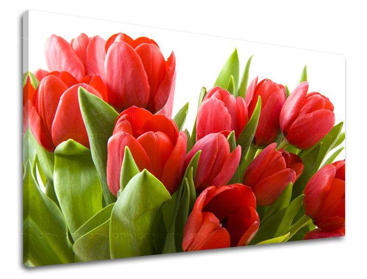 Obraz na stenu KVETY TULIPÁNY | rôzne rozmery