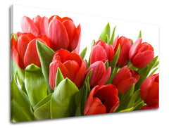 Obraz na stenu KVETY TULIPÁNY | rôzne rozmery