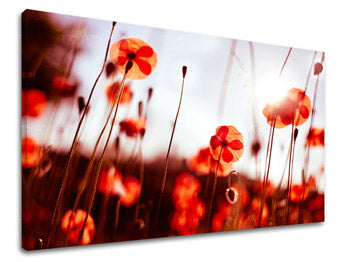 Obraz na stenu KVETY MAKY | rôzne rozmery