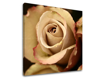 Obraz na stenu KVETY | rôzne rozmery