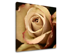 Obraz na stenu KVETY | rôzne rozmery