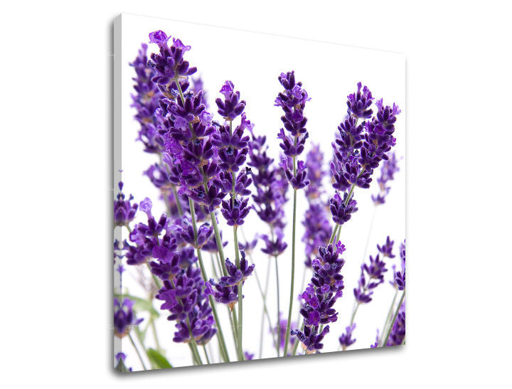 Obraz na stenu KVETY | rôzne rozmery