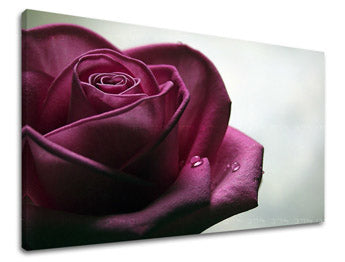Obraz na stenu KVETY RUŽE | rôzne rozmery