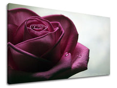 Obraz na stenu KVETY RUŽE | rôzne rozmery