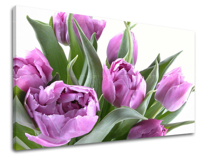 Obraz na stenu KVETY TULIPÁNY | rôzne rozmery